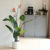 Emerald kunsttaim Strelitzia potis, lilledega, 120 cm