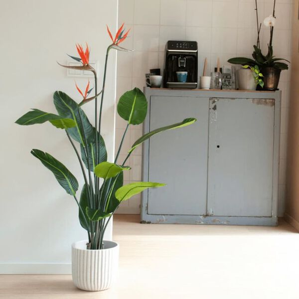 Emerald kunsttaim Strelitzia potis, lilledega, 120 cm