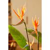 Emerald kunsttaim Strelitzia potis, lilledega, 120 cm