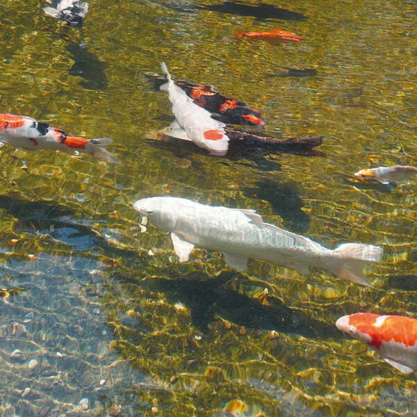 Ubbink AlgClear "UVC 20000" 18 W