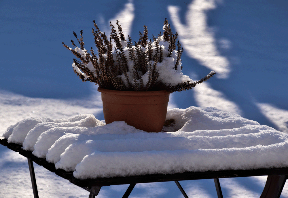 Potted plant buried in snow